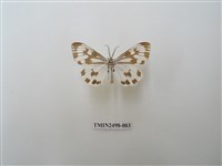 藏品(粉蝶燈蛾)的圖片